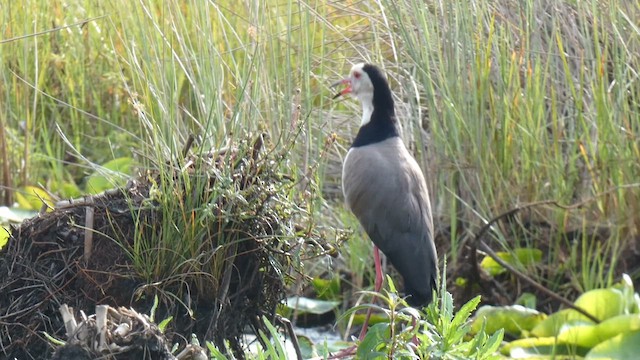 Vanneau à ailes blanches - ML615387037