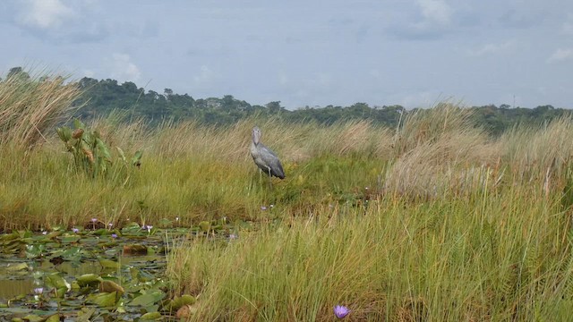 ハシビロコウ - ML615387054