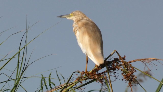 Squacco Heron - ML615387062