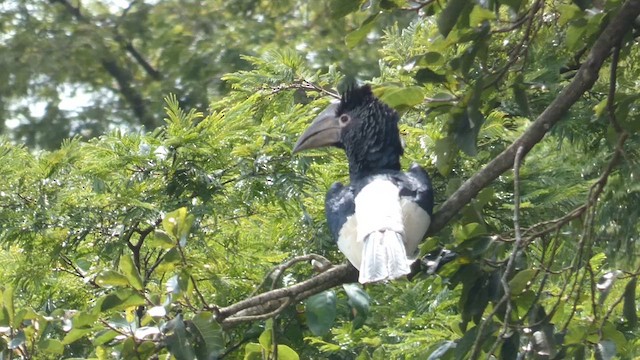 Black-and-white-casqued Hornbill - ML615387066