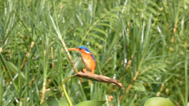 Malachite Kingfisher - ML615387069