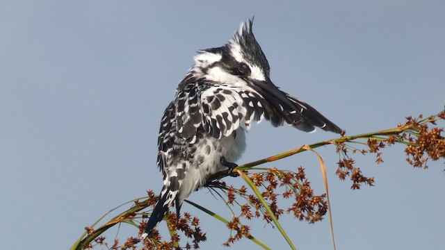 Pied Kingfisher - ML615387072