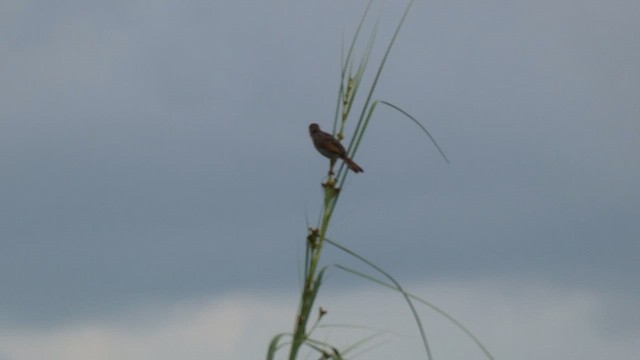 Winding Cisticola - ML615387076