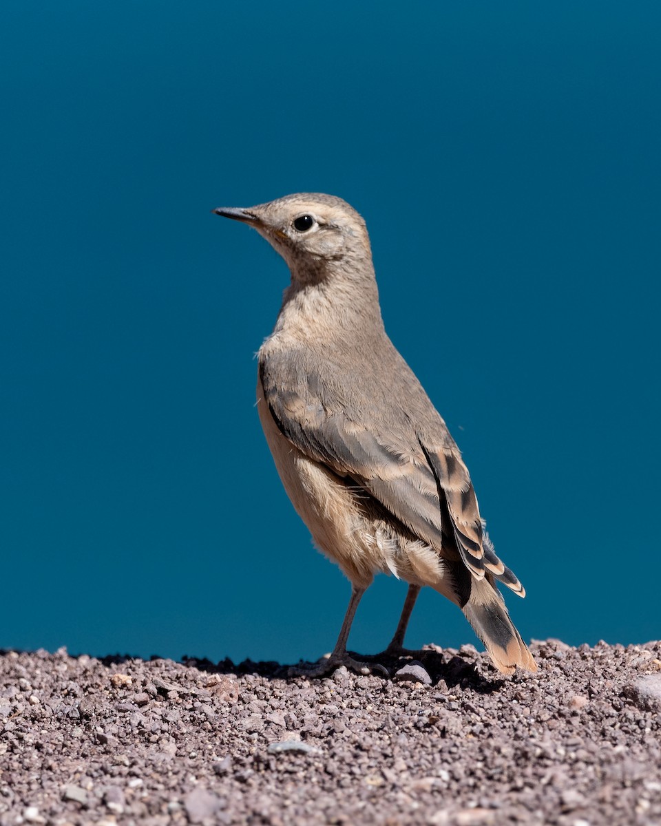 Rufous-banded Miner - ML615387077