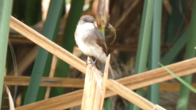 Swamp Flycatcher - ML615387081