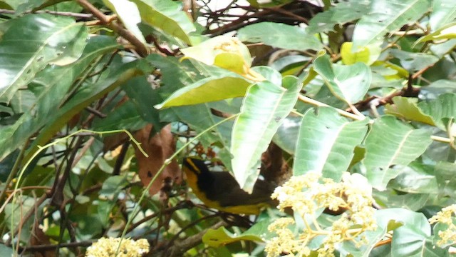 Black-necked Weaver - ML615387086