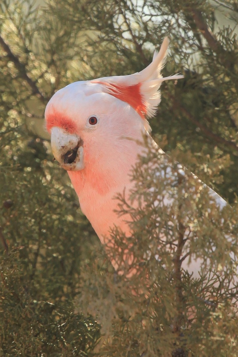 Pink Cockatoo - Steven Edwards
