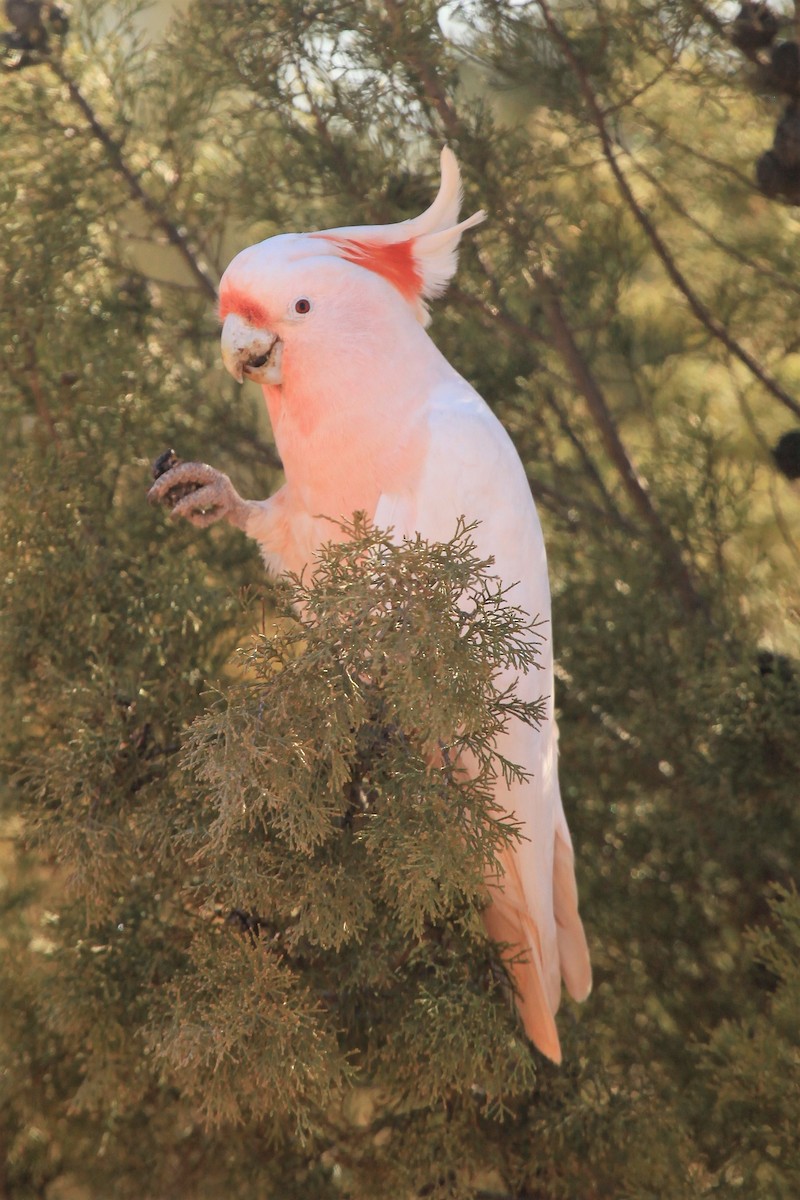 Pink Cockatoo - Steven Edwards