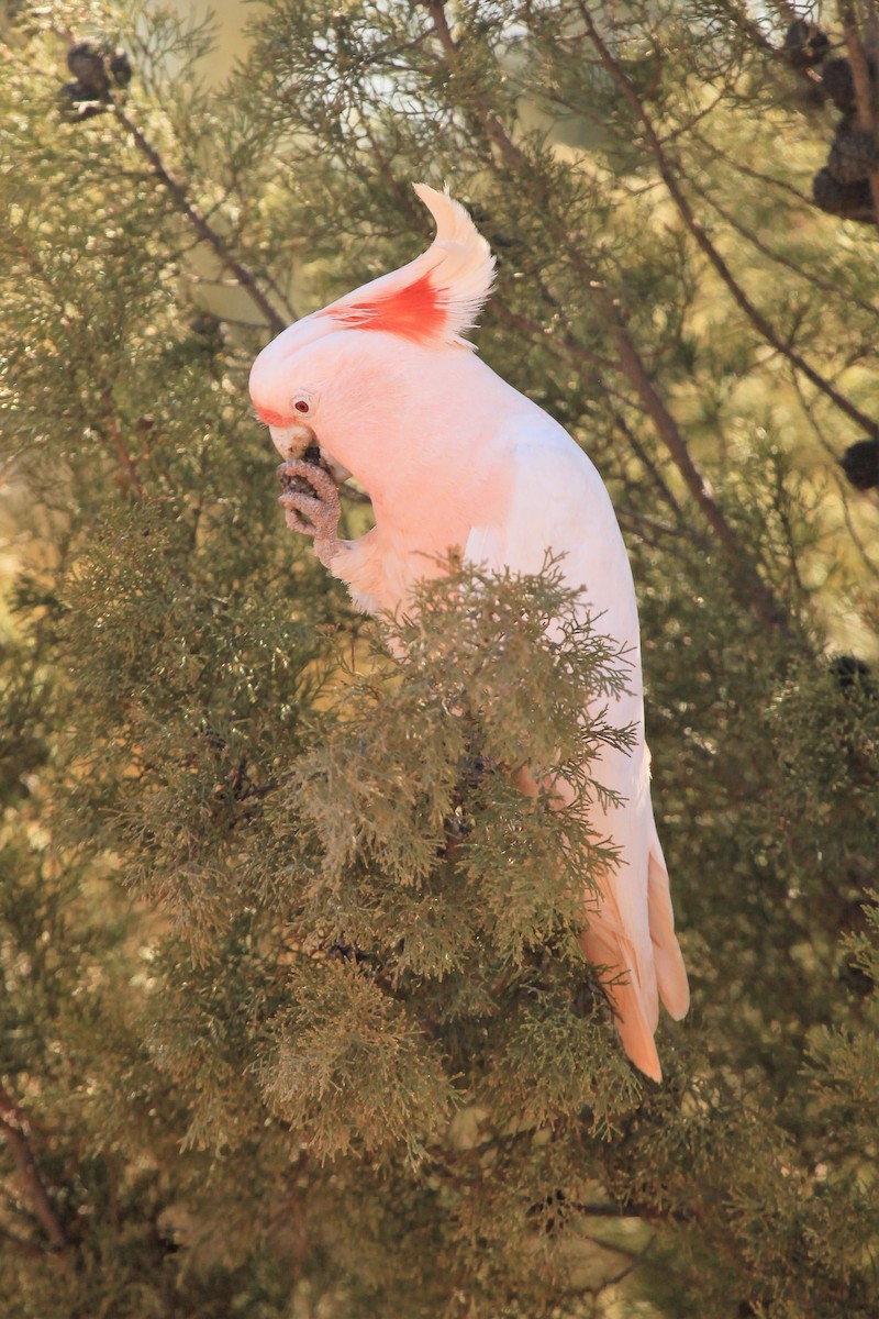 Pink Cockatoo - Steven Edwards