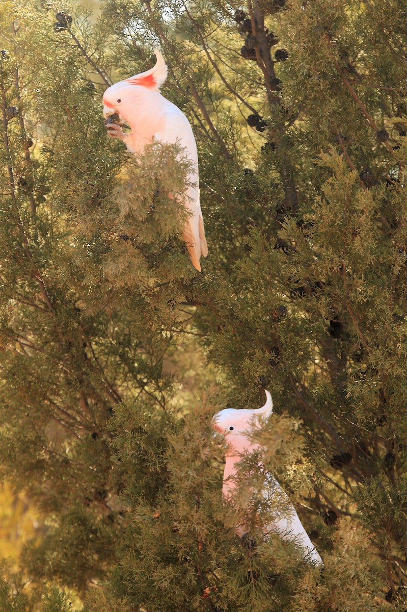 Pink Cockatoo - ML615387092