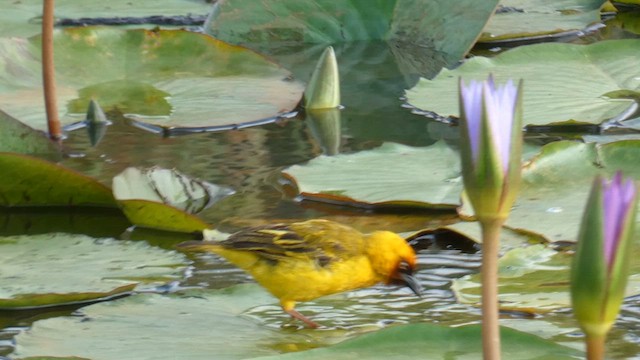 Northern Brown-throated Weaver - ML615387096