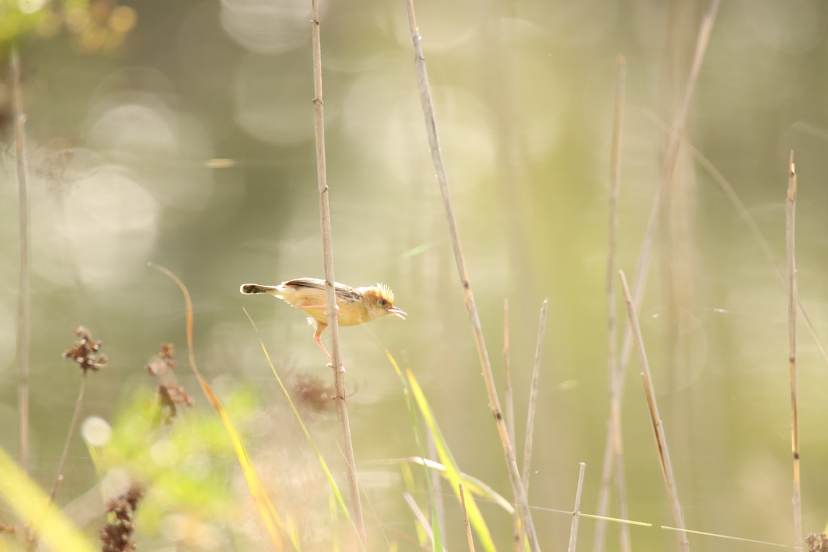 Golden-headed Cisticola - Sharon Redman