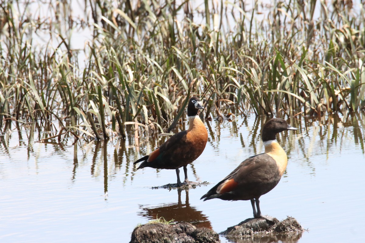 Australian Shelduck - ML615387184