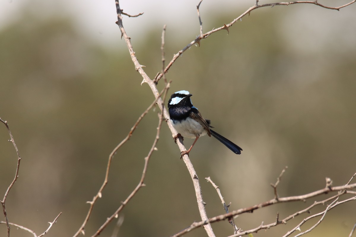 Superb Fairywren - ML615387188