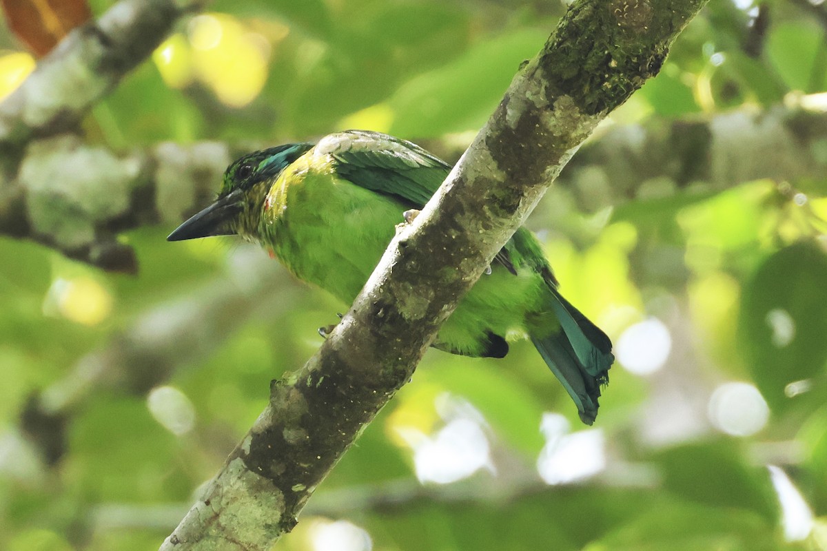 Borneobartvogel - ML615387199