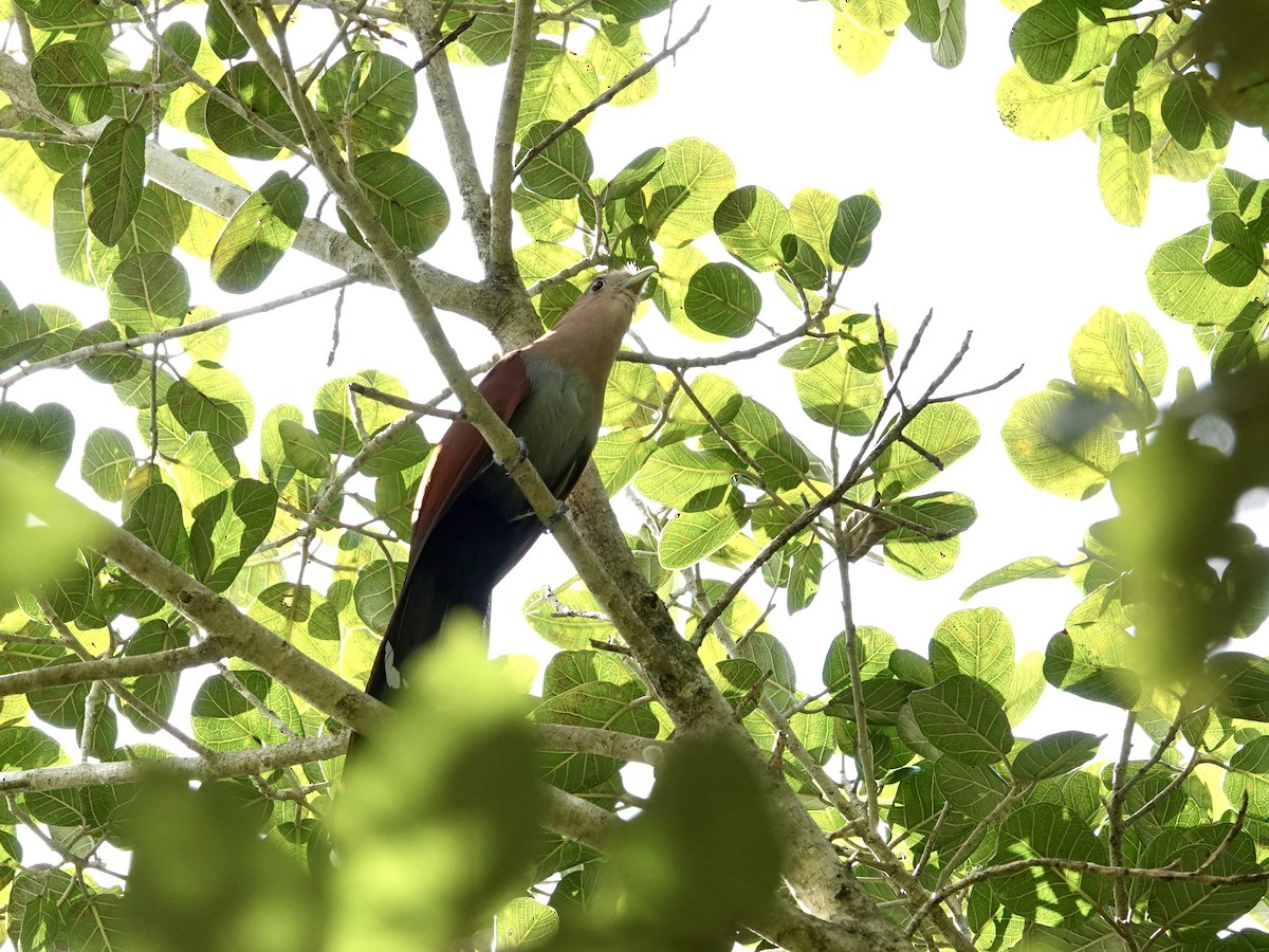 Squirrel Cuckoo - ML615387229