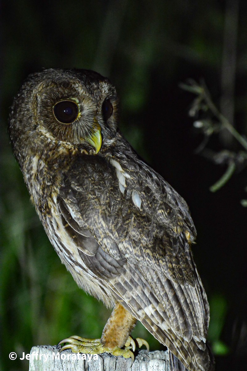 Mottled Owl - ML615387231