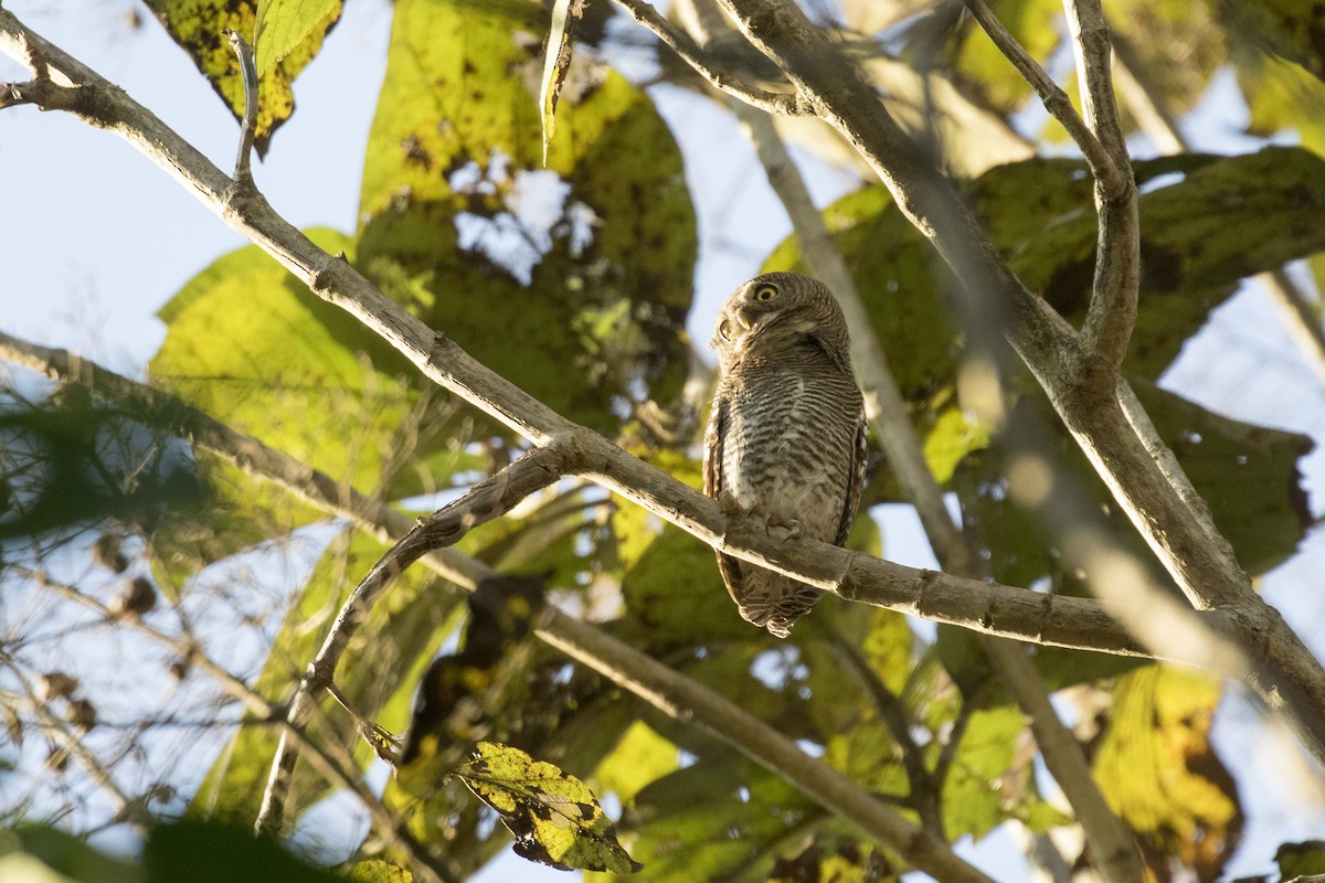 Jungle Owlet - Ramesh Shenai