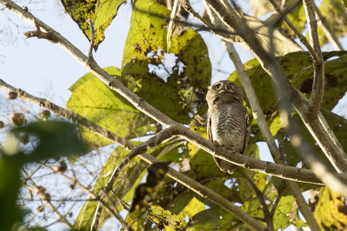 Jungle Owlet - Ramesh Shenai