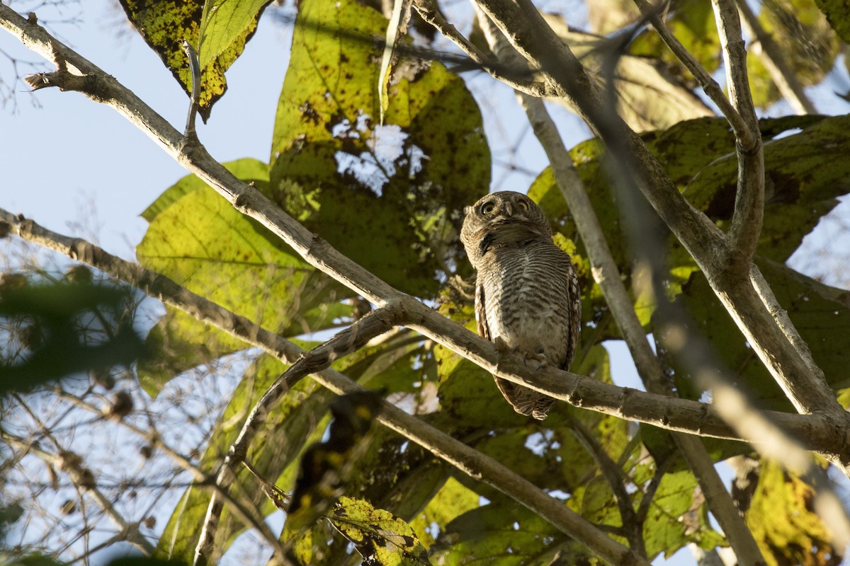 Jungle Owlet - Ramesh Shenai