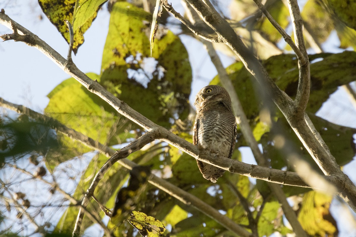 Jungle Owlet - Ramesh Shenai