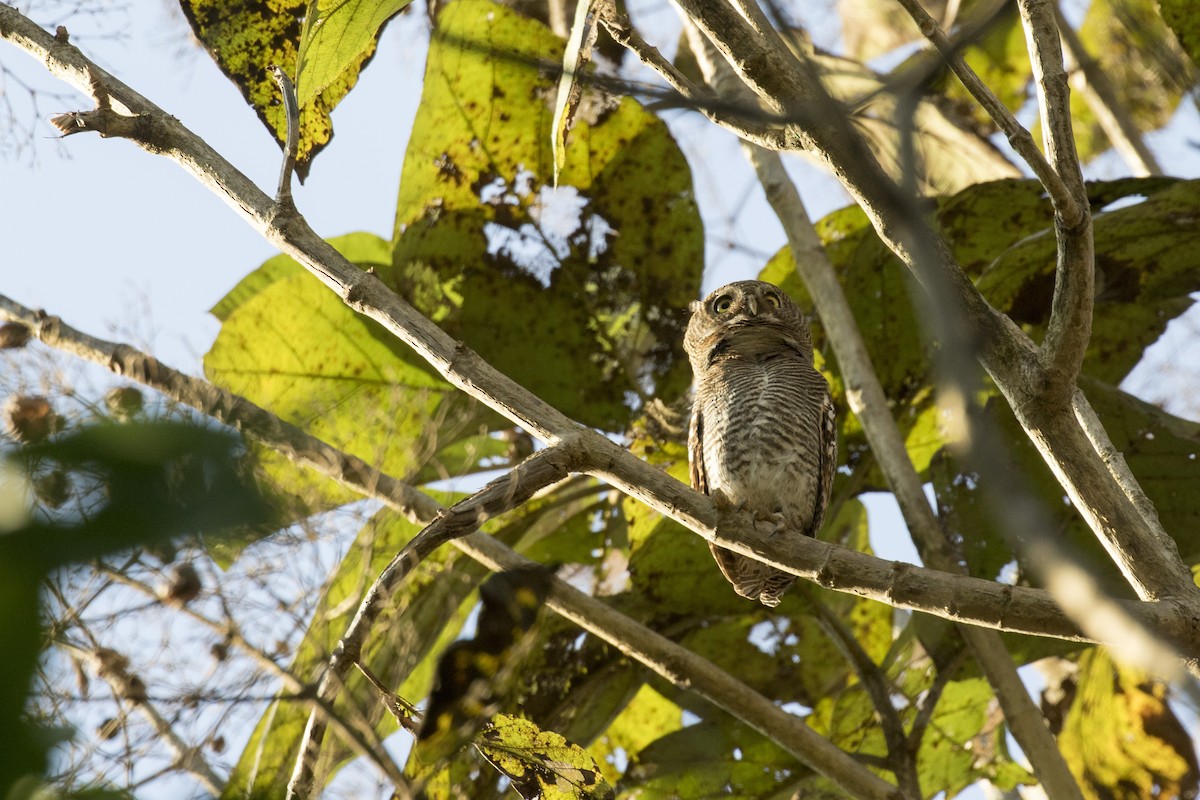 Jungle Owlet - Ramesh Shenai