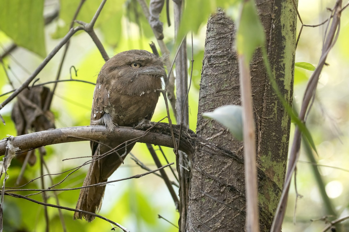 Sri Lanka Frogmouth - ML615387252