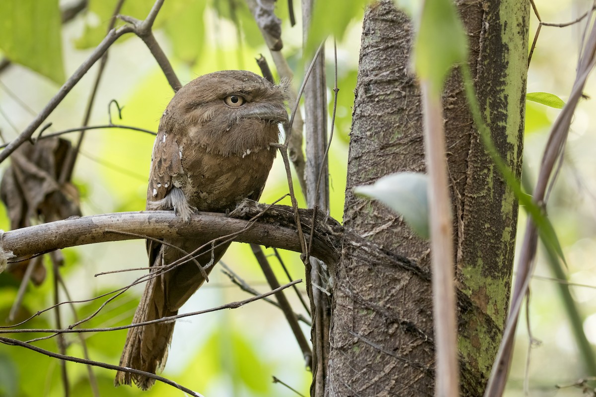 Sri Lanka Frogmouth - ML615387253