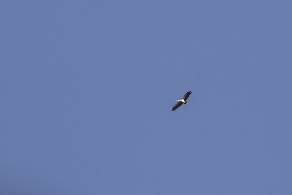 Asian Openbill - Ramesh Shenai