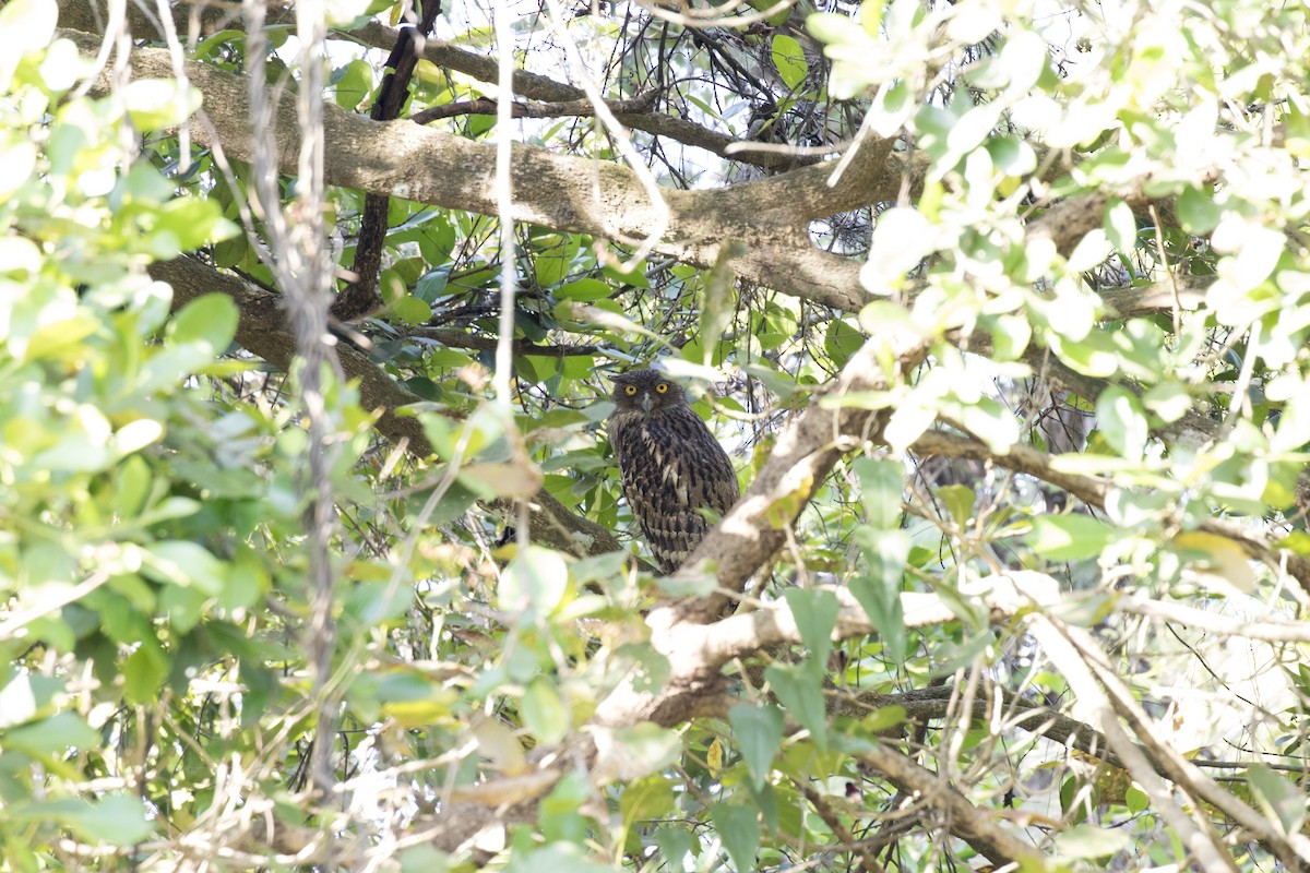 Brown Fish-Owl - Ramesh Shenai