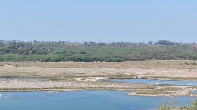 Brahminy Kite - ML615387309