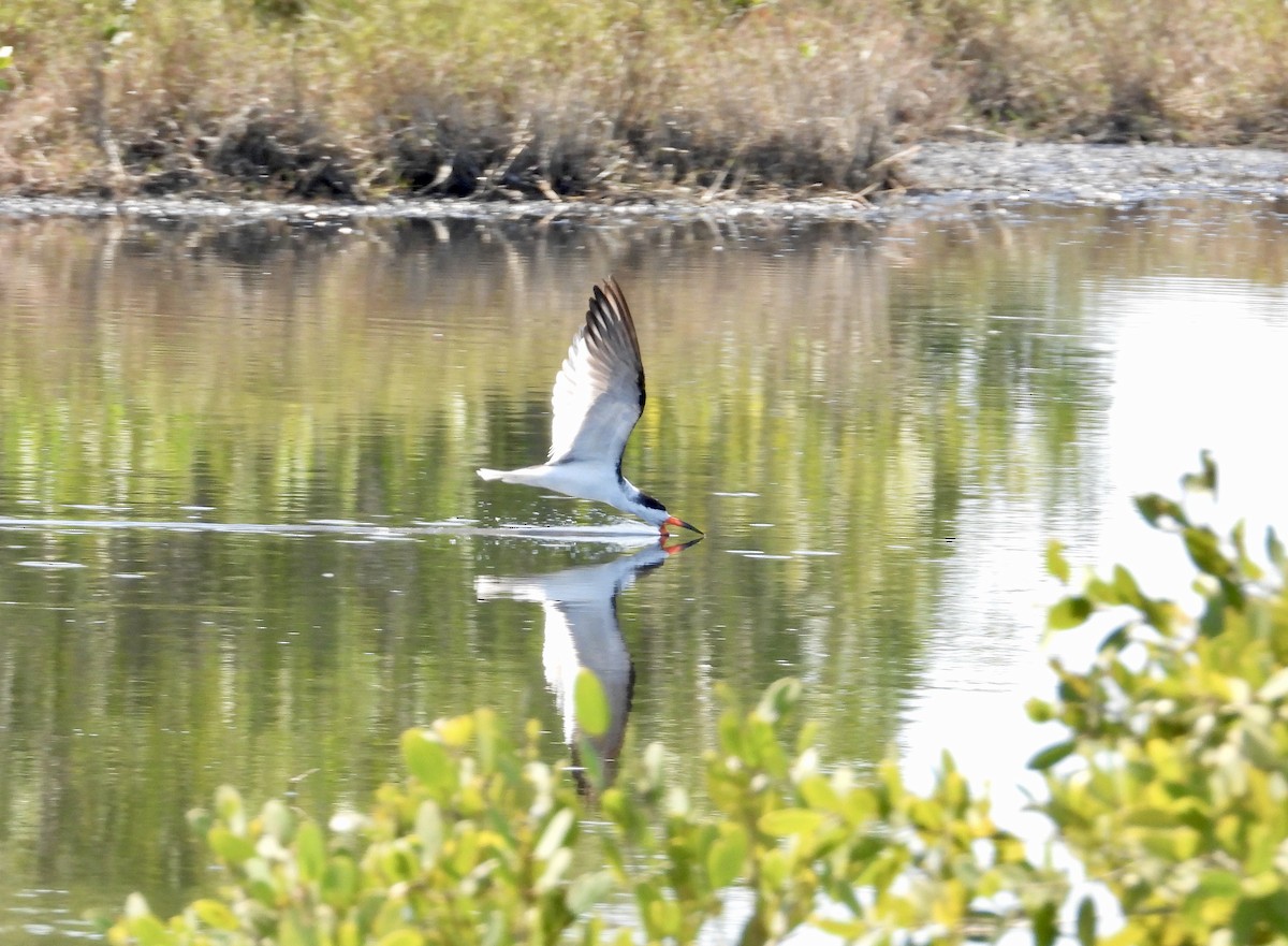 Black Skimmer - ML615387319