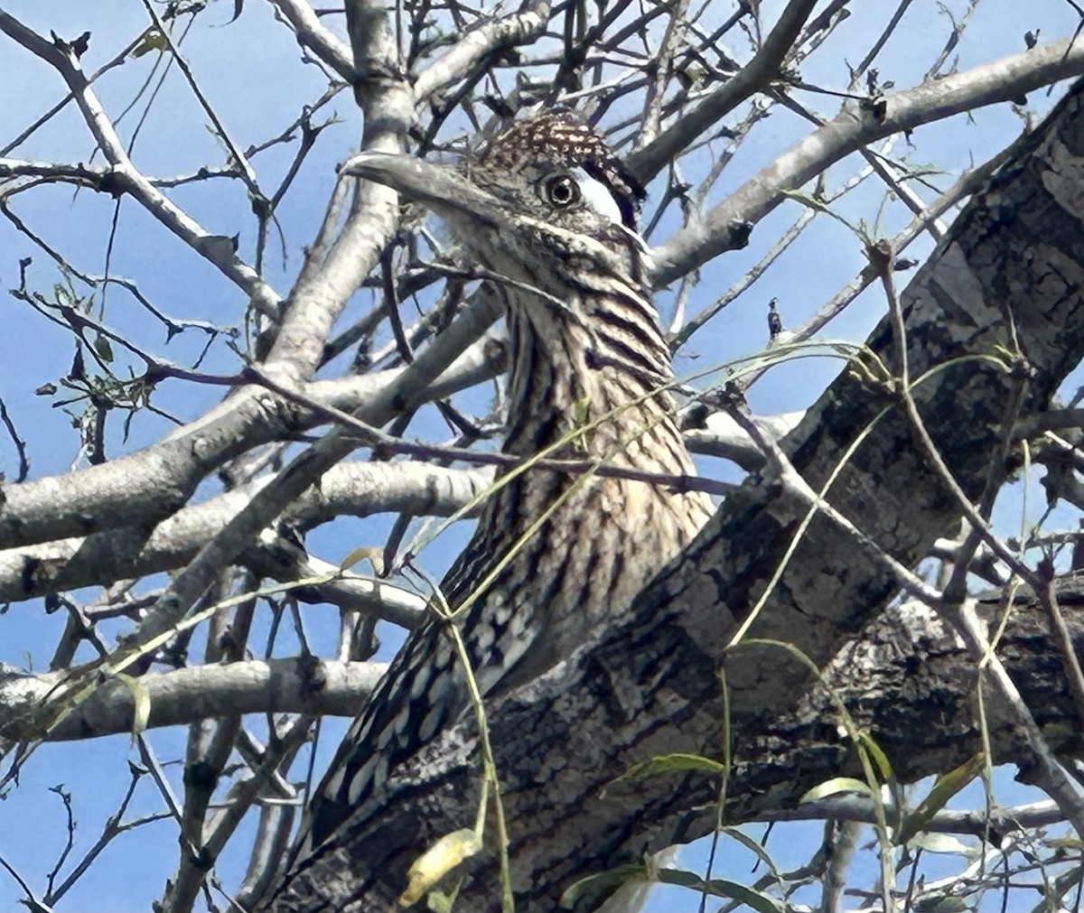 Greater Roadrunner - Steve Svedeman