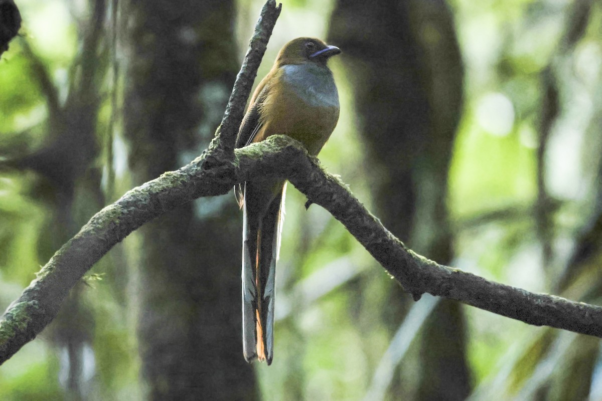 Whitehead's Trogon - ML615387359