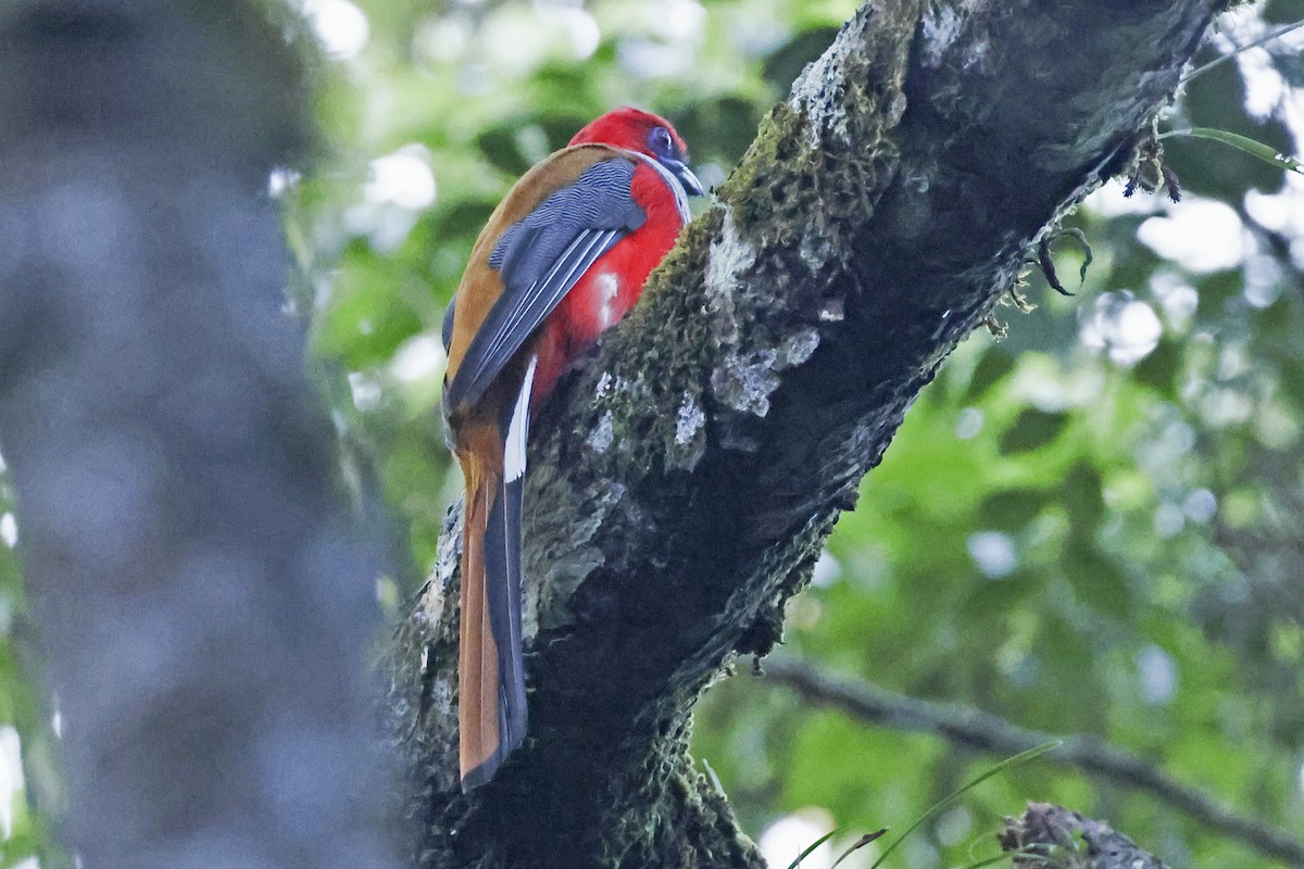 Whitehead's Trogon - ML615387362