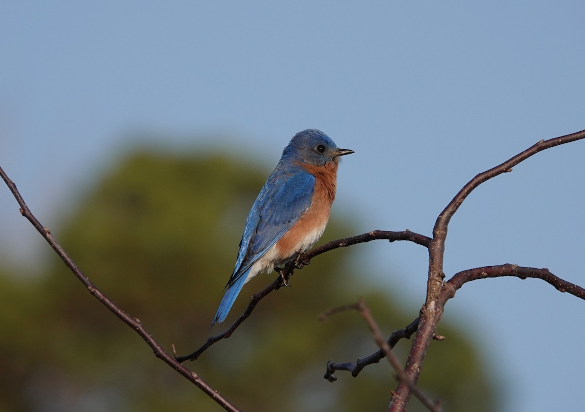 Eastern Bluebird - ML615387370