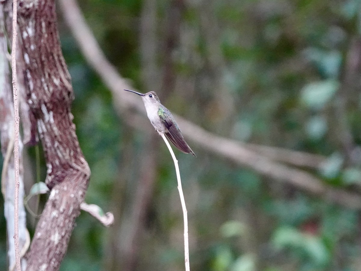 Wedge-tailed Sabrewing - ML615387382