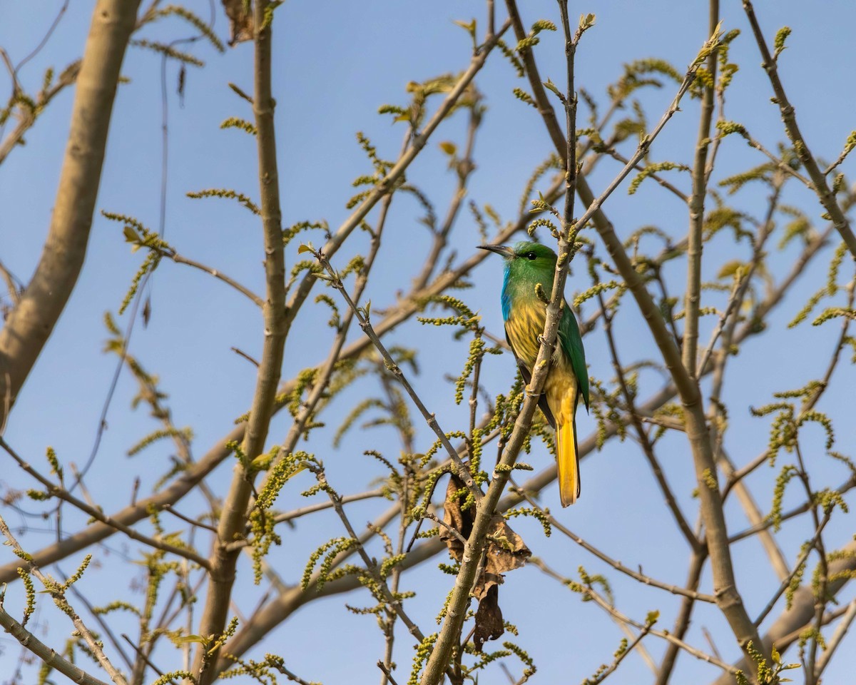 Blue-bearded Bee-eater - ML615387397