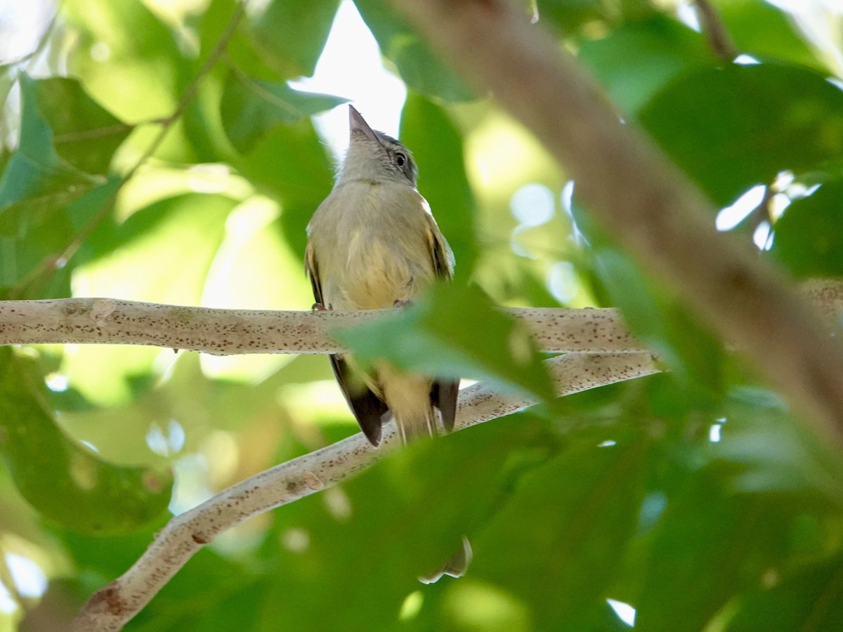 Yellow-bellied Elaenia - Drew Monkman