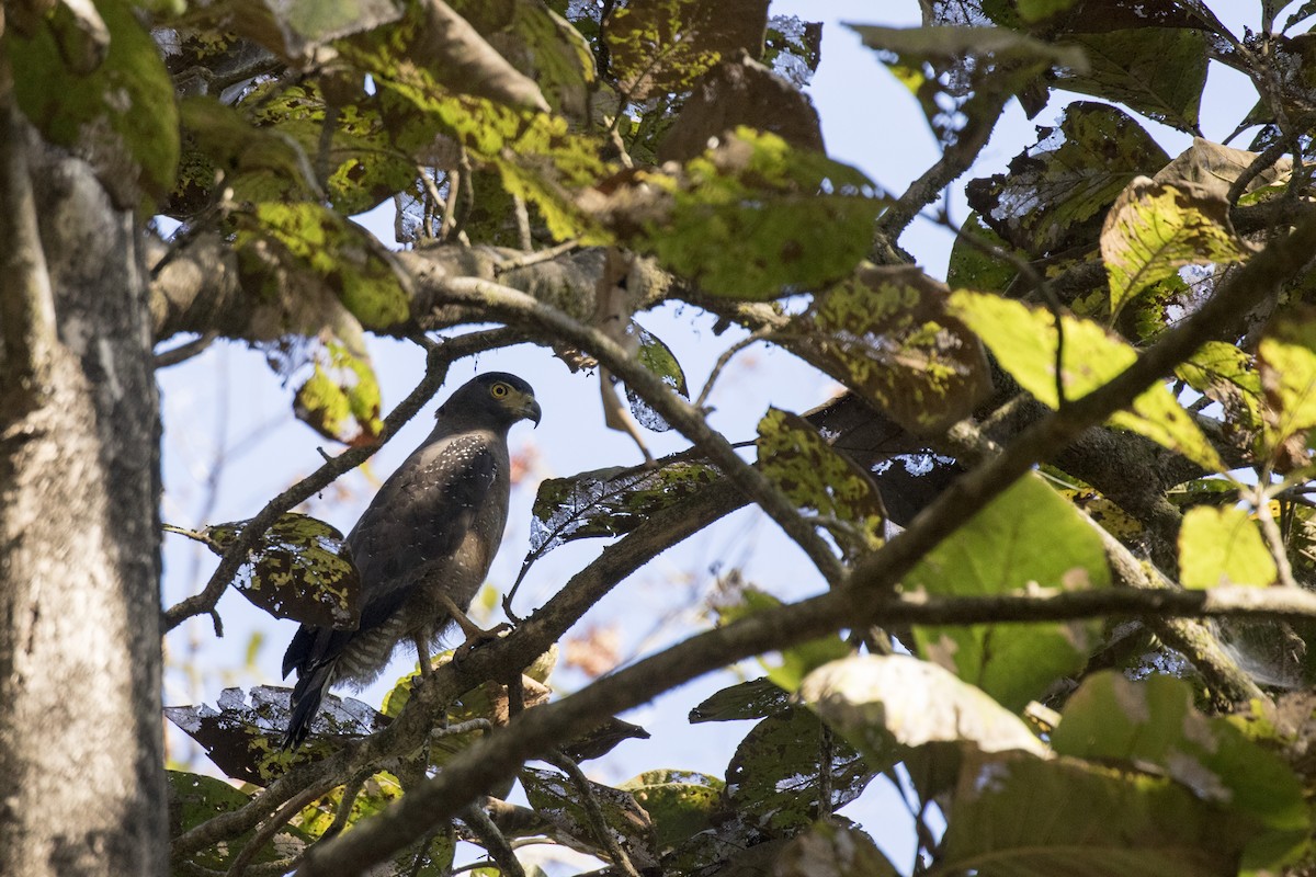 Crested Serpent-Eagle - ML615387431