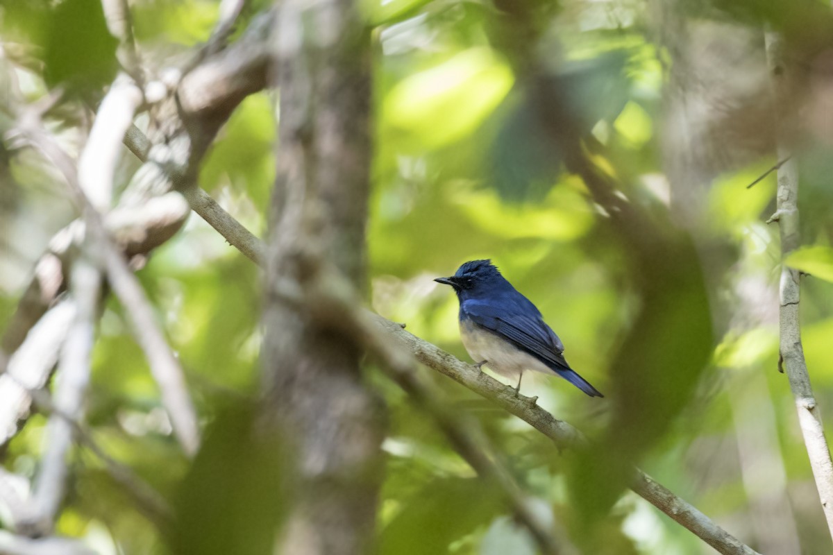 White-bellied Blue Flycatcher - ML615387438