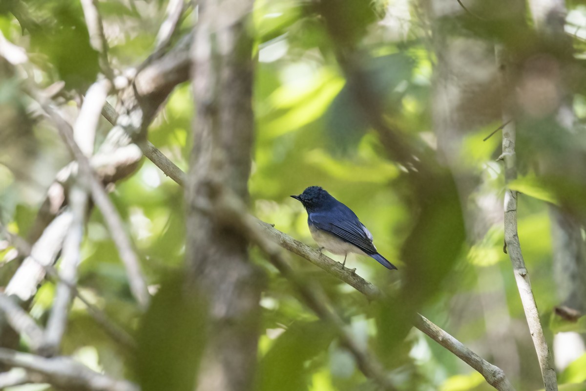 White-bellied Blue Flycatcher - ML615387439