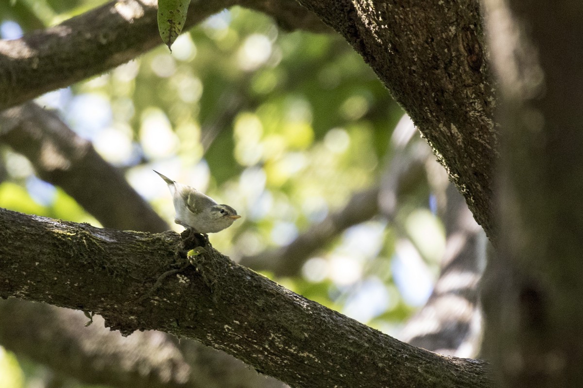 Western Crowned Warbler - Ramesh Shenai