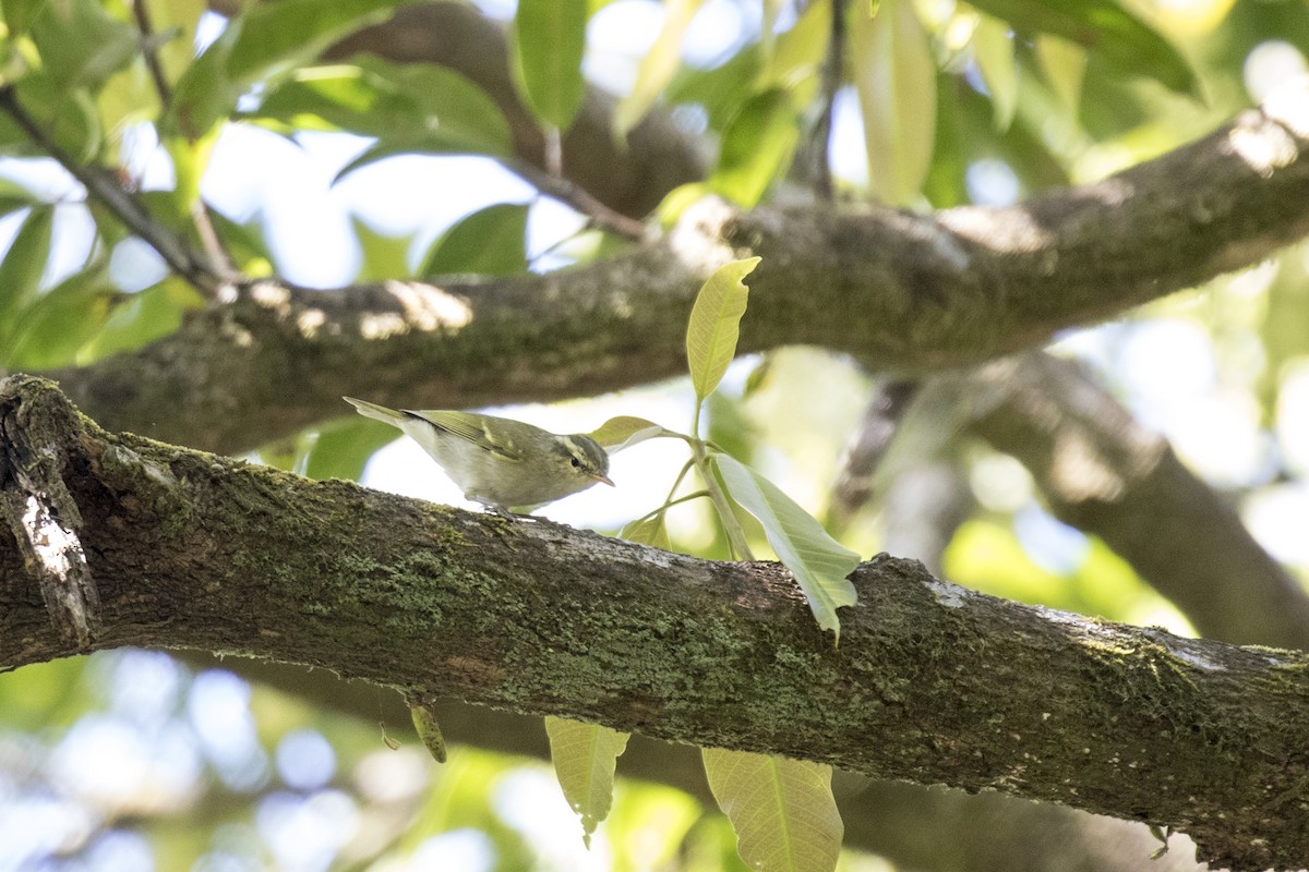 Western Crowned Warbler - ML615387443