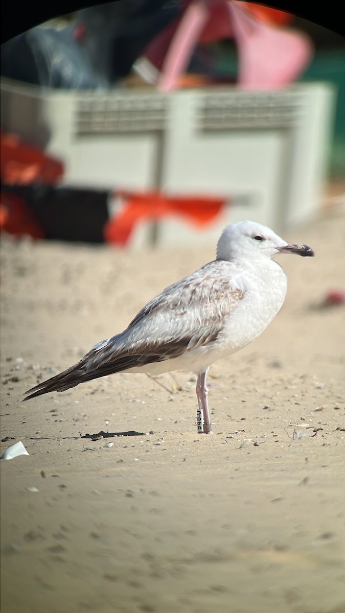 Caspian Gull - ML615387492