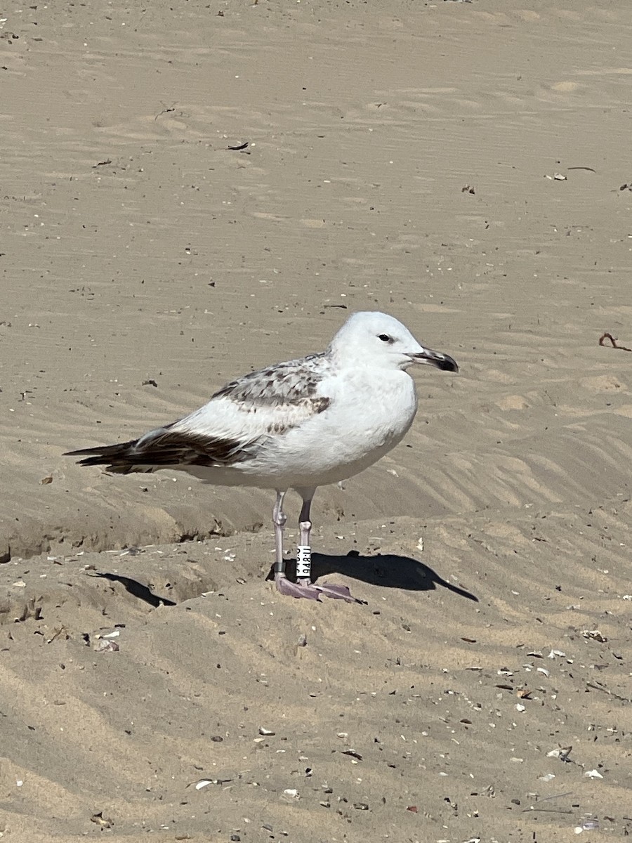 Caspian Gull - ML615387493