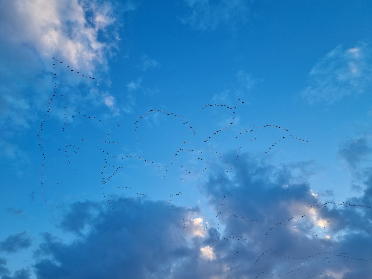 Snow Goose - ML615387494