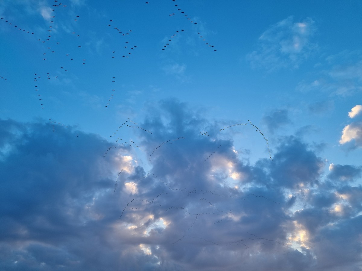 Snow Goose - ML615387495