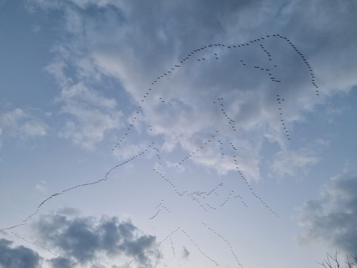 Snow Goose - ML615387499