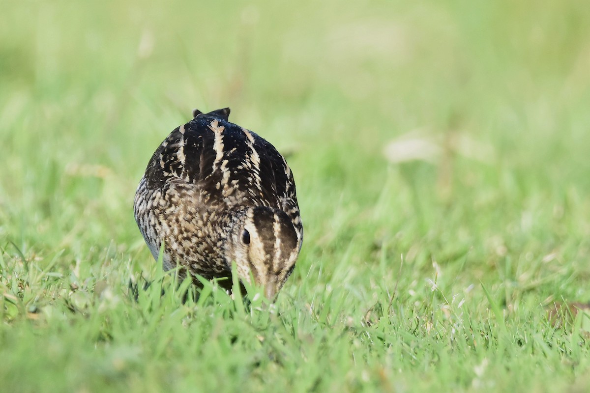 Pantanal Snipe - ML615387502